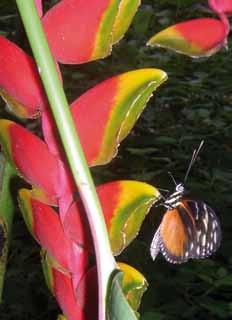 An den fürstlichen Ausflug werden wir noch oft denken! Lernt von den Schmetterlingen Gottesverehrung! Sie bleiben nicht auf Zäunen und Mauern. Sie öffnen die Flügel und leben im Fluge.