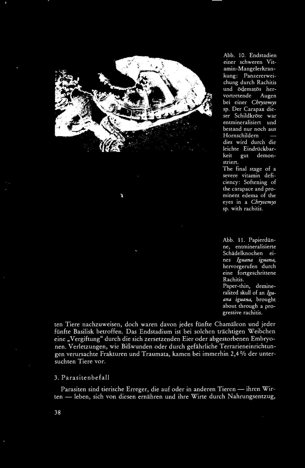 Paper-thin, demineralized skull of an lguana iguana, brought about through a progressive rachitis. ten Tiere nachzuweisen, doch waren davon jedes fünfte Chamäleon und jeder fünfte Basilisk betroffen.