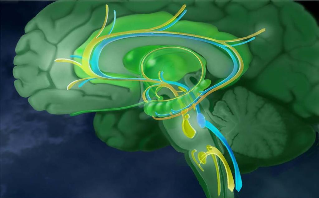 Emotionales Kommunikations-und- Assotiationssystem des Gehirns Serotonerge (5-HT) und noradrenerge (NA) Nervenbahnen Präfrontaler Cortex Amygdala Raphekern (5-HT Zentrale ) 1 Limbisches System