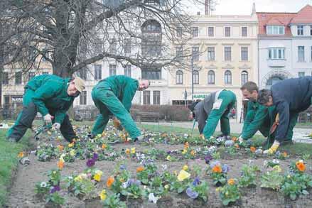 500 Vergissmeinnicht gepflanzt. Insgesamt können sich nun die Görlitzerinnen und Görlitzer sowie Gäste der Stadt auf 15.000 Frühlingsboten freuen.
