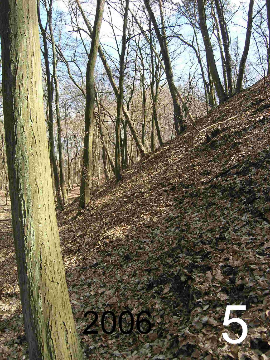 19 Exkursionspunkt 5 Farn-Hainrispengras-Winterlinden-Hainbuchenwald Zum Waldtyp Im Vegetationsbild der Baumschicht ist dieser Mischwald durch Dominanz von Hainbuche (Carpinus betulus)