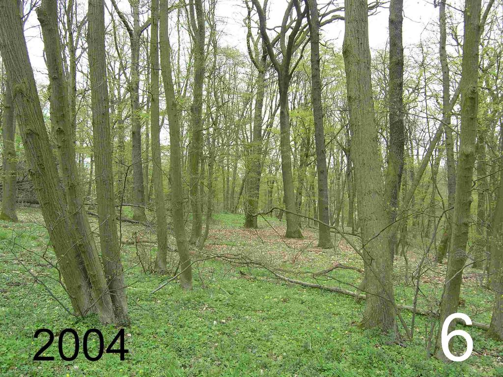 21 Exkursionspunkt 6 Leberblümchen-Winterlinden-Hainbuchenwald Zum Waldtyp Im Vegetationsbild der Baumschicht ist dieser Mischwald durch hohe Anteile von Hainbuche (Carpinus betulus) und Winter-Linde