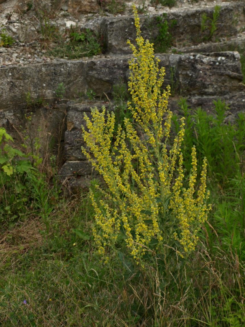 Verbascum