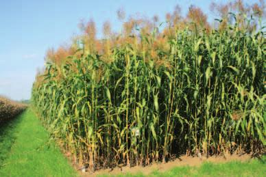 ENERGIE- SORGHUM KWS ZERBERUS Zügig in der jugend - stark im ertrag!