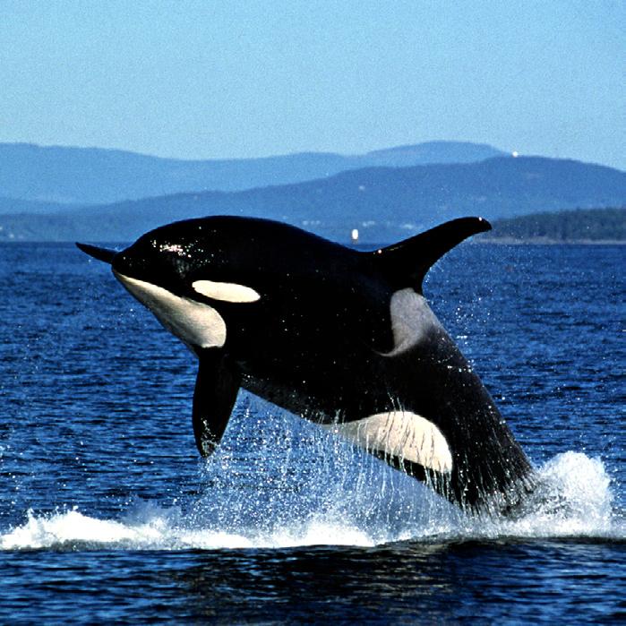 Der Schwertwal auch ein Delfin! Wie sehen Schwertwale aus? Schwertwale (Orcas) sind groß, stämmig und schwer. Sie haben paddelförmigen Flipper (Brustflossen).