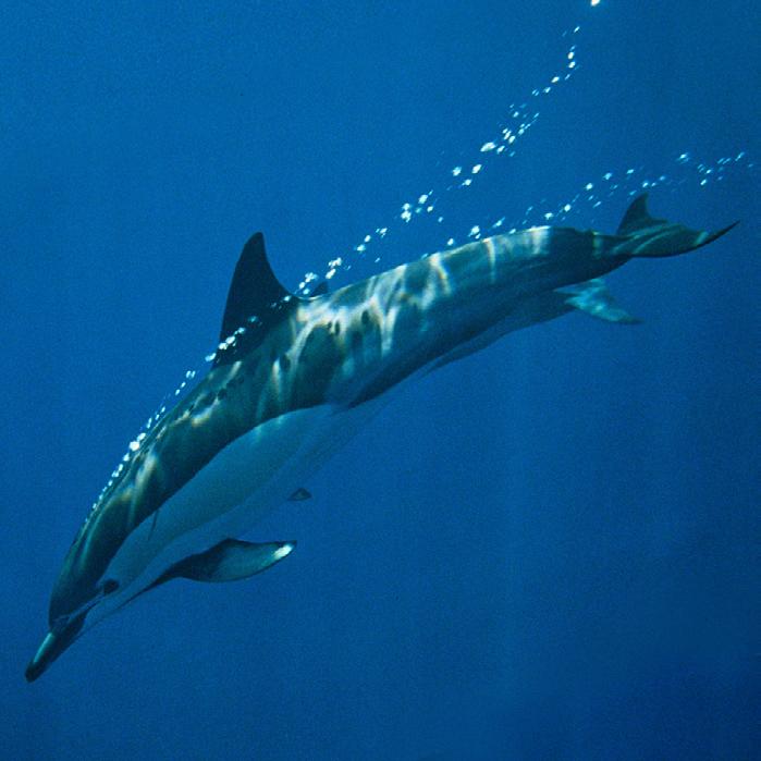 Der Gemeine Delfin gar nicht gemein! Wie sehen Gemeine Delfine aus? Gemeine Delfine können an ihrem sanduhrartigen Muster, das quer an ihren Seiten verläuft, leicht erkannt werden.