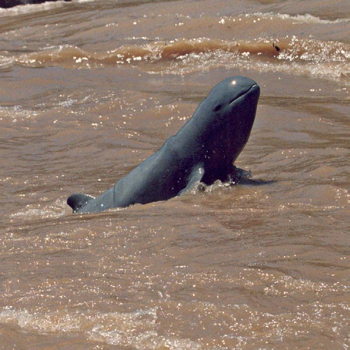 Der Irawadi-Delfin Ein Clown unter den Delfinen... Wie sehen Irawadi Delfine aus? Irawadi-Delfine haben runde Köpfe und einen sehr biegsamen Hals.