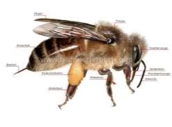 Die Bienen Bienen gibt es seit 100 Millionen Jahren. Weltweit kennen wir heute über 20 000 Bienenarten. Am bekanntesten ist die Honigbiene.