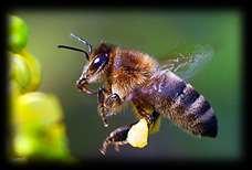 Imker halten ihre Völker in Bienenstöcken meist in Magazinbeuten. Das sind Holzkästen mit eingesteckten Rahmen, in denen die Bienen ihre Waben und Zellen bauen können.