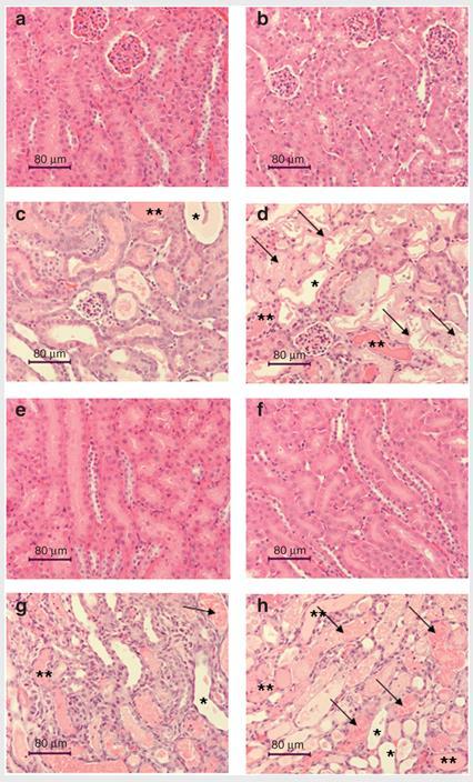 Histopathologisches Korrelat 30 Minuten Ischämie vs Pseudointervention Histologie nach