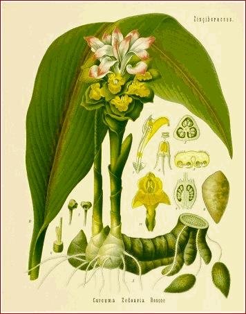 Familie: Zingiberaceae (Ingwergewächse) Curcuma longa