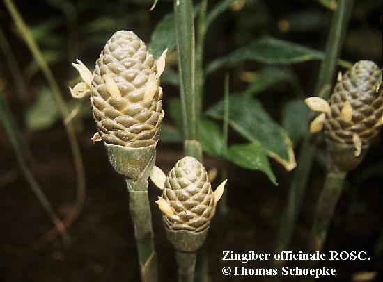 Familie: Zingiberaceae (Ingwergewächse) Zingiber officinalis (Ingwer) Zingiberis rhizoma