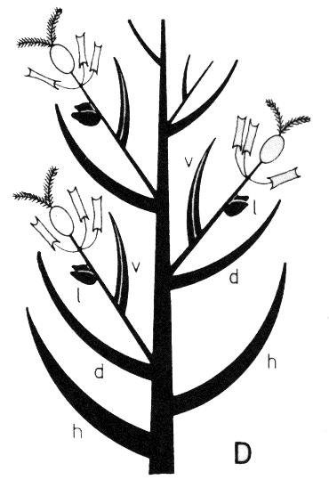 Ordnung: Poales Familie: Poaceae (Süßgräser) Merkmale: Stängel hohl, knotig Blattstellung distich (zweizeilig), Blattgrund umfasst scheidig den Stängel, Blatthäutchen (= Ligula) zwischen Blattgrund