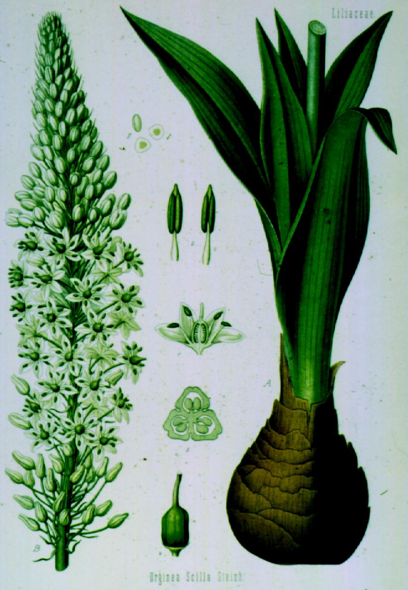 Klasse: Magnoliopsida Familie: Hyacinthaceae (Hyazinthengewächse) Urginea maritima (Meerzwiebel) Scillae bulbus (Meerzwiebel): Die mittleren, fleischigen Schuppen der im Ruhestadium nach der Blüte