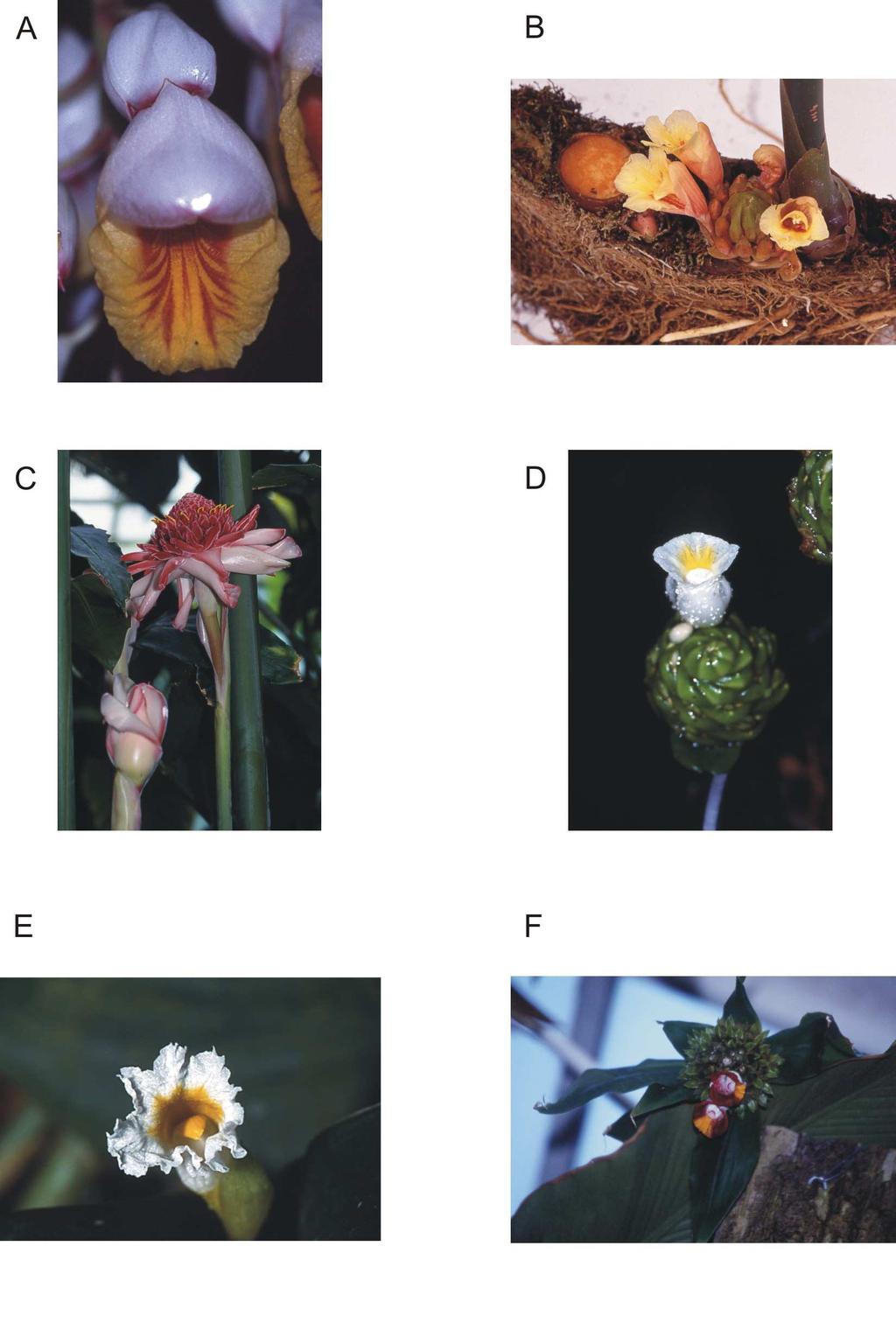 Tafel A7: A-C Zingiberaceae (Alpinieae), D-F Costaceae A Alpinia zerumbet C Etlingera