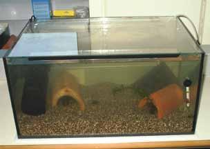 Ein Aquarium (In Aquarien mit einer größeren Tiefe können Verstecke besser eingebracht werden) Eine Glasabdeckung (Flusskrebse sind Ausbruchskünstler!