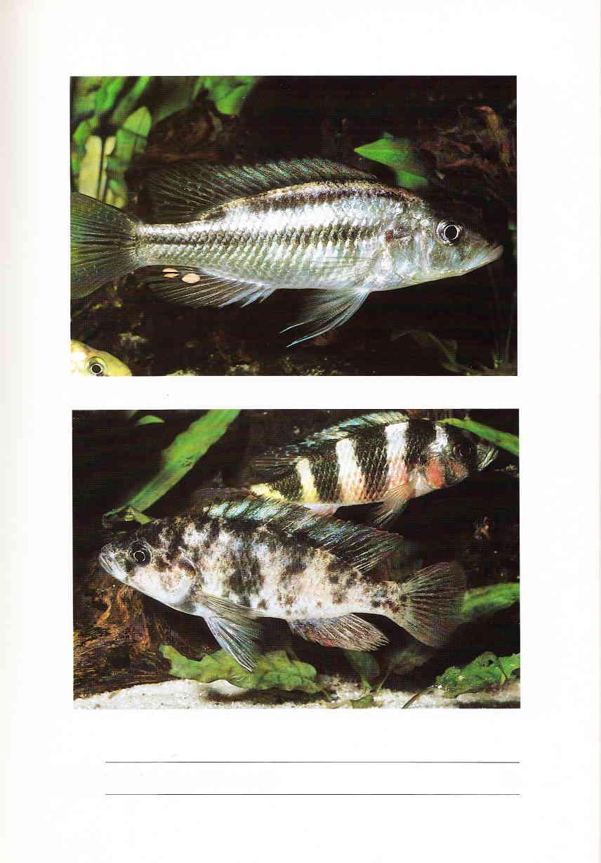 Oben: Haplochromis sp.