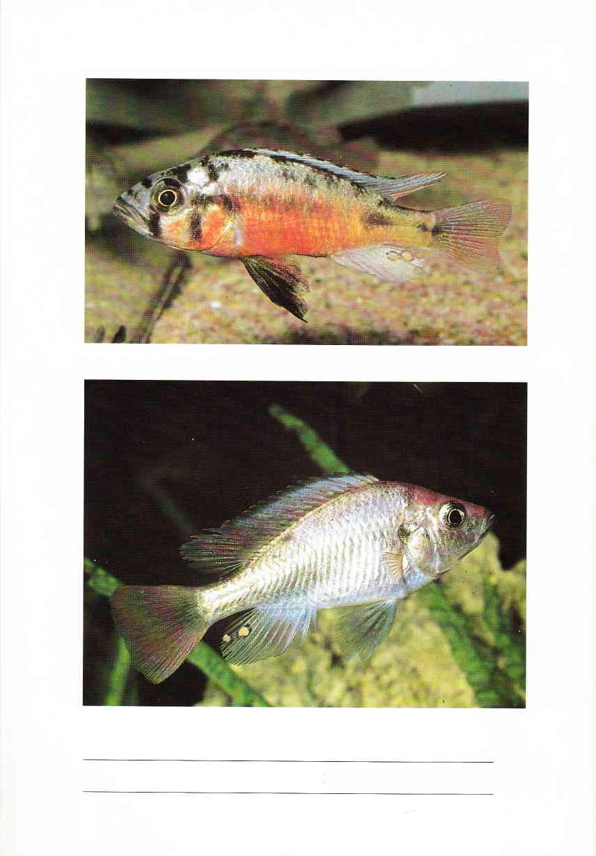 Oben: Haplochromis sp.