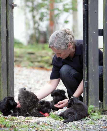 anderen Ländern ist das teilweise anders. Deren Weg zu Show and Glamour im organisierten Hundewesen ist teilweise sehr kurz.