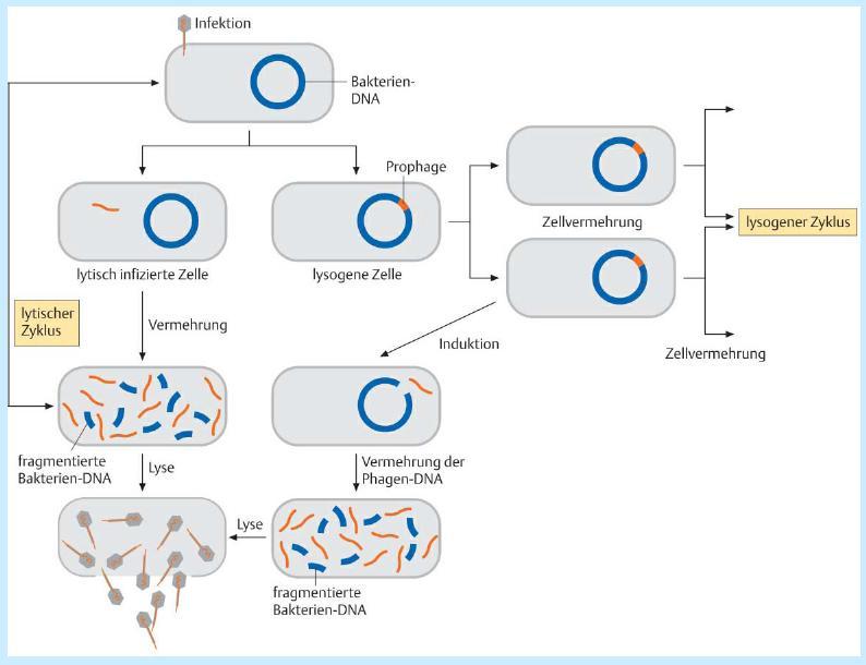 Der Lebenszyklus der Phagen Infektion: der Syntheseapparat wird umprogrammiert Proteine und DNA der Phagen werden synthetisiert Die Bakterienzelle wird aufgelöst