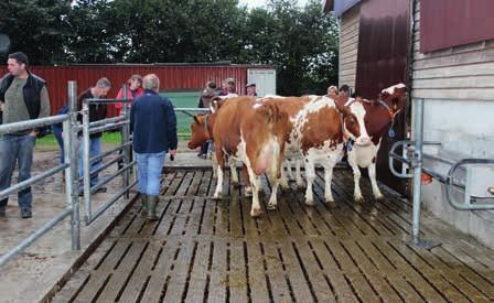 Über 200 interessierte Besucher strömten bei regnerischem Wetter auf den Hof und konnten sich ein Bild von den 120 Kühen, die mit Automatischem Milchsystem gemolken werden, machen.