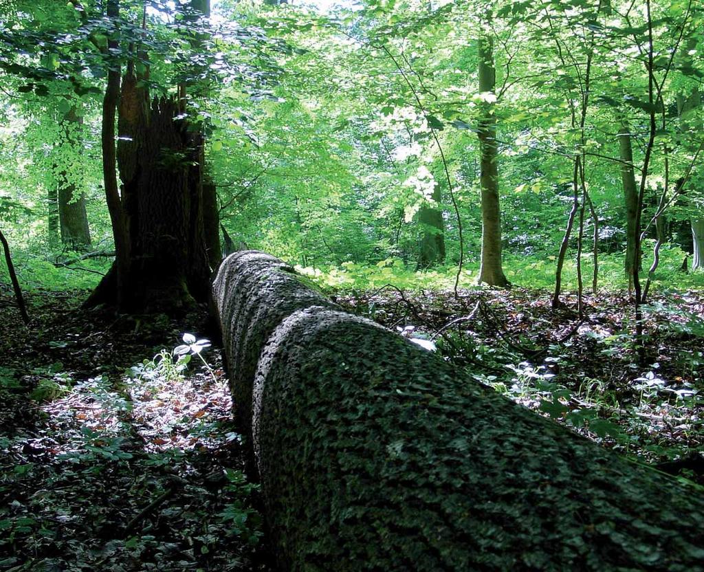 sorgt für Artenvielfalt und mehr Produktionssicherheit. Die biologische Vielfalt wird im Besondern auch durch das Belassen verschiedener Totholz-Zerfallsstadien und Wuchsformen sichergestellt.