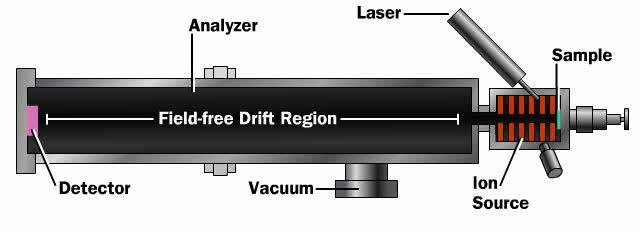 MALDI-TOF: Matrix Assisted Laser Desorption/ Ionziation - Time Of Flight Die Flugzeit von Protein der Bakterien korreliert mit