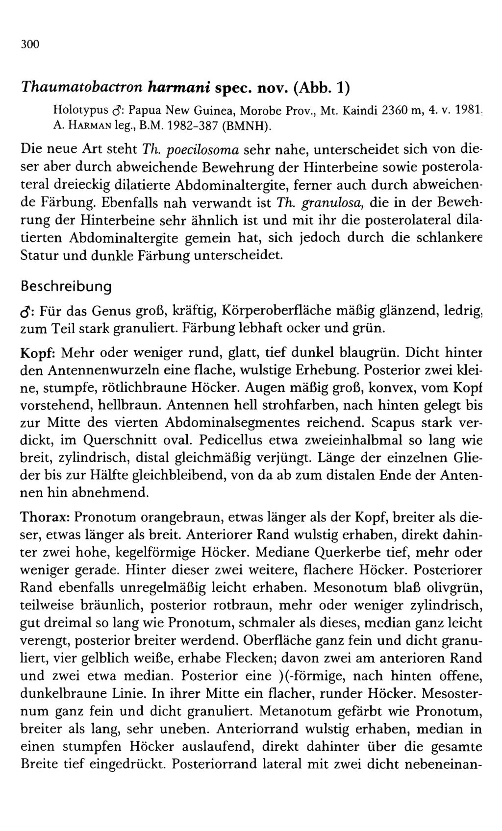 300 Thaumatobactron harmani spec. nov. (Abb. 1) Holotypus <$' Papua New Guinea, Morobe Prov., Mt. Kaindi 2360 m, 4. v. 1981. A. Harman leg., B.M. 1982-387 (BMNH). Die neue Art steht Th.