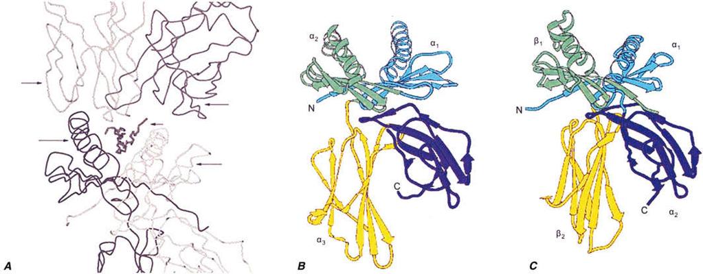Teil 15 Erkrankungen des Immunsystems, des Bindegewebes und der Gelenke Peptidbindende Grube Peptidbindende Grube Peptid MHCβ-Kette TZRα-Kette TZRβ-Kette MHCα-Kette β 2 -Mikroglobulin Abbildung