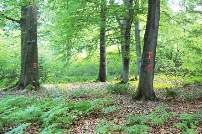 6 Permanente Markierung für die Waldzustandserfassung den Gesundheitszustand des Waldes und werden sowohl nach dem Nadel-/Blattverlust als auch nach solchen Indikatoren wie Vergilbung und