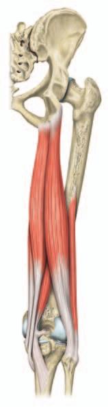 210 Untere Extremität Beugung des Kniegelenks (von oben). Wenn das Knie in einer Mittelstellung gebeugt ist, induziert er eine Innenrotation des Unterschenkels.