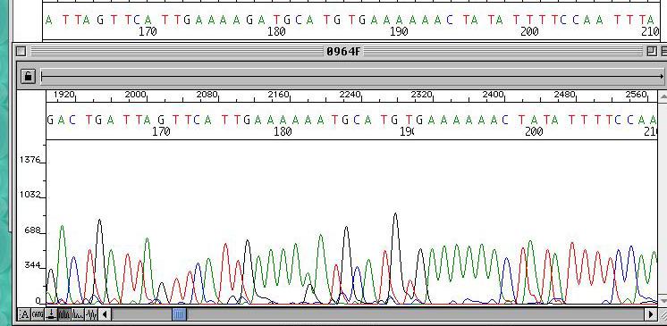 Markern/Genen und beliebigen Phänotypen Effektschätzung der