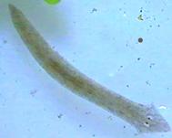 wikipedia.org/wiki/strudelw %C3%BCrmer#/media/File:Planariafull.jpg Dugesia sp. (Planariidae, Tricladida) Strudelwurm Epeorus (Ordng.