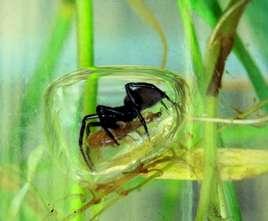 Arachnida) Wasserspinne (Ordng.