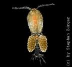 Muschelkrebse Copepoda - Ruderfußkrebse https://ixquick-proxy.com/do/show_picture.pl?