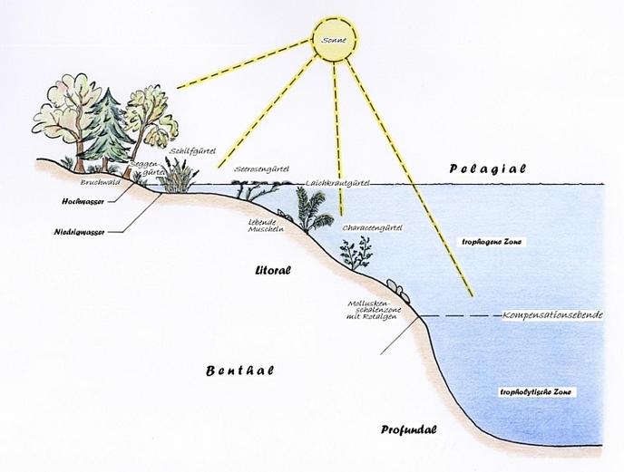 Lebensraum See (Freiwasserzone) (Uferboden) (Gewässerboden) (Tiefenboden)
