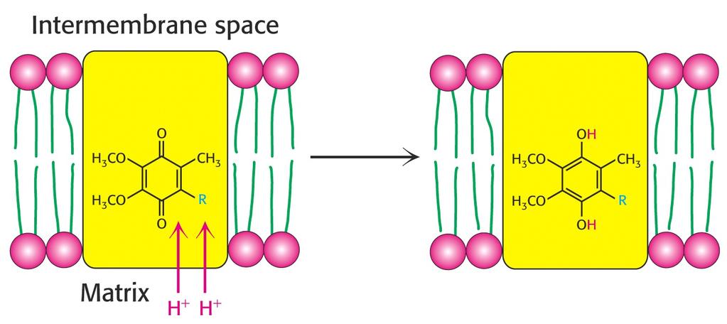 Komplex I und II übetragen Elektronen auf Coenzym Q