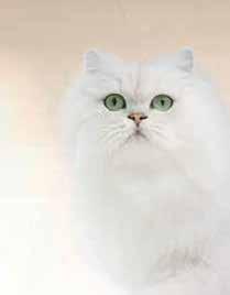 Augenfarbe hat unsere GOURMET-Katze? So geht s: 0.