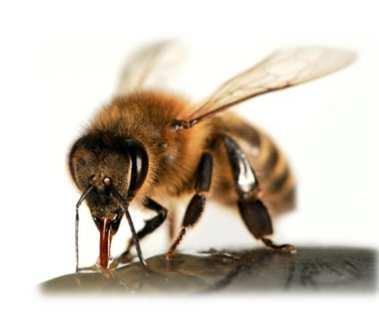 Innovationsbremse Überregulierung: EFSA-Leitlinie zur Risikobewertung für Bienen Worum geht s?