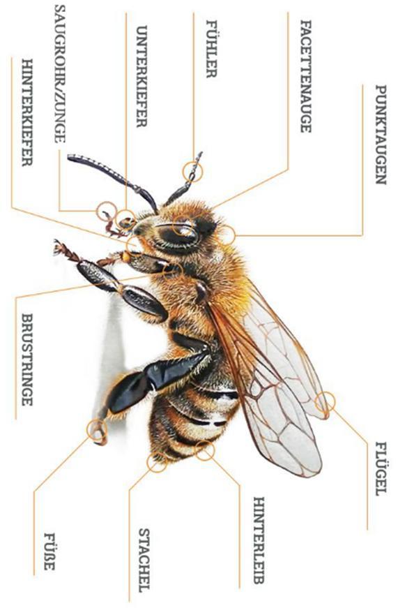 Die Honigbiene im Detail 6 7 Bienenflügel sind durchsichtig und schlagen 150 mal pro Sekunde. Bienen fliegen mit einer Geschwindigkeit von 30 km/h.