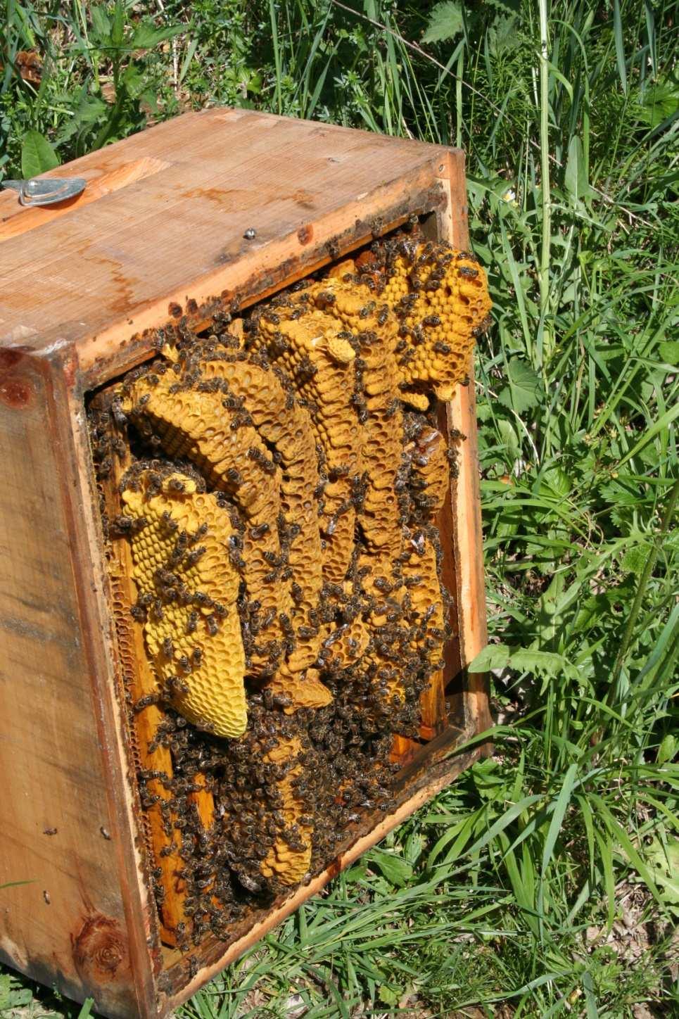 Hier gibt es kein Zurück mehr! 9 Die Bildung eines Fluglings: Bienenvolk ist schwarmbereit, aktive Weiselzellen (mit Maden oder verdeckelt) sind vorhanden.