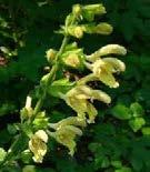 Trockenwiesen, lichte Gebüsche, Kiefernwälder Wb, Salvia glutinosa Klebriger Salbei ausdauernd Juli Okt.