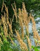 Füllpflanze, schöner Fruchtstand Halbtrockenrasen, Magerrasen, Weiden Sch, V Calamagrostis epigejos