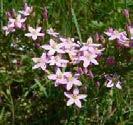 30-100 lehmig attraktive Leitstaude, schöne Blüte und schöner Habitus essbare Blüten (Deko)