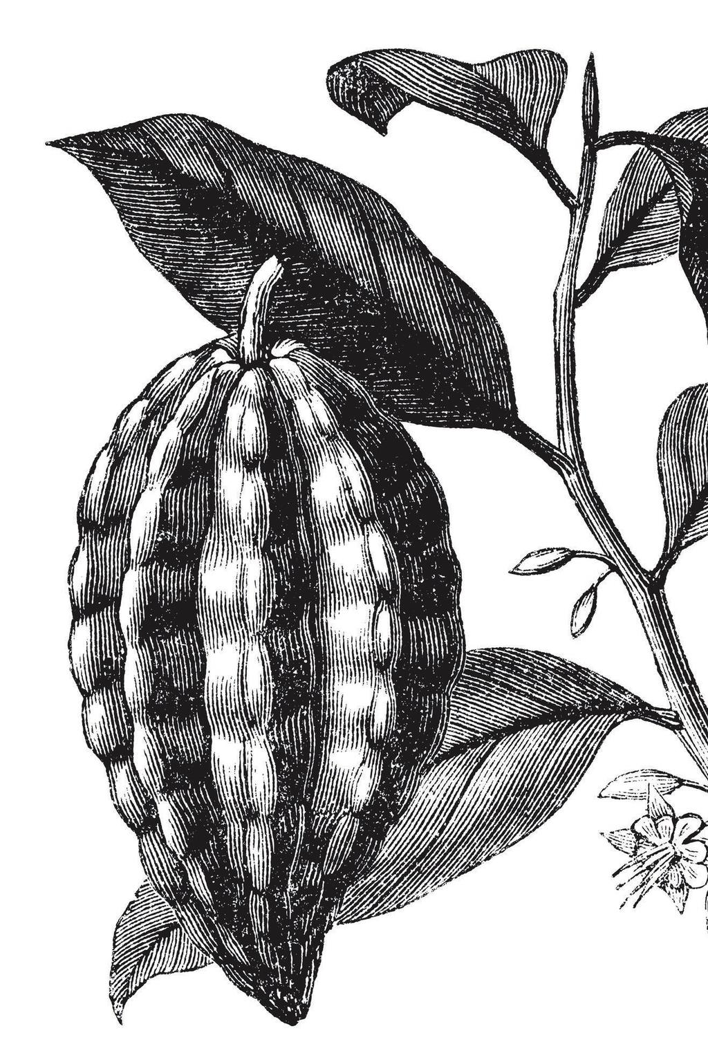 BESTE SORTEN BESTE QUALITÄT. CRIOLLO DER EDLE. TRINITARIO AUS TRINIDAD. FORASTERO DER FREMDLING. Criollo ist eine sehr zarte Kakaopflanze mit kleinen, meist rötlichen Früchten.