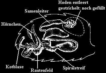 Männliche Geschlechtsorgane Der männliche Endophallus