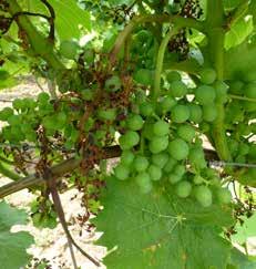 tiefenwirksamen -Fungiziden mit guter Regenbeständigkeit zum Schutz der Gescheine / Trauben notwendig.