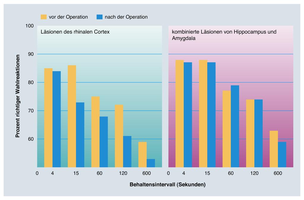 Abbildung 11.15: Die Auswirkungen von Läsionen des rhinalen Cortex und von kombinierten Läsionen von Hippocampus- und Amygdala bei Ratten.