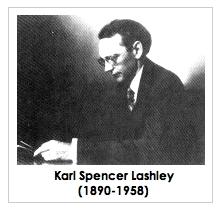 Karl Lashley: