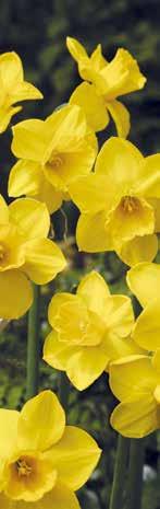 mit 20 BotANISCHE Narzisse Narcissus jonquilla 'Quail' Gelb, mehrblütig, Zwiebelgröße: